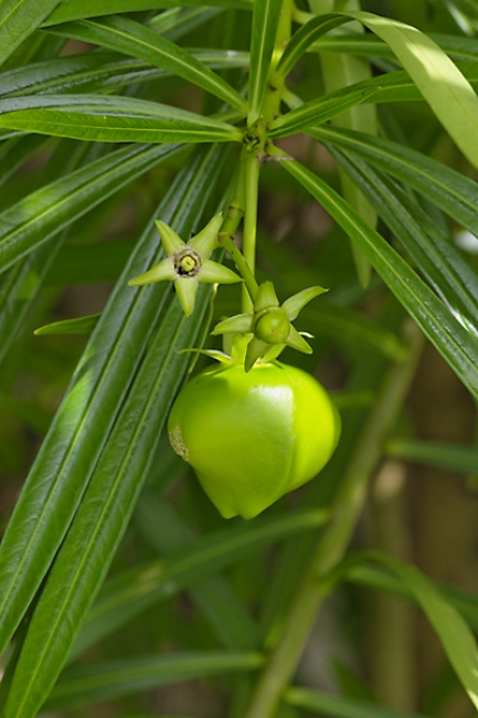 Fleurs Nanthawan Aout 2010-026